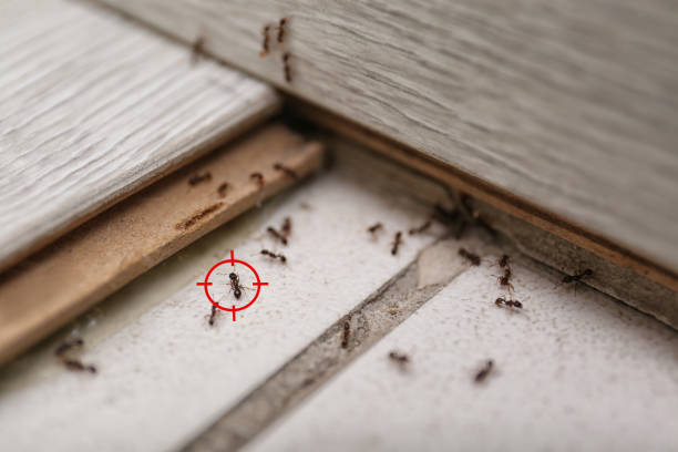 Best Residential Pest Control  in Arlington, OH
